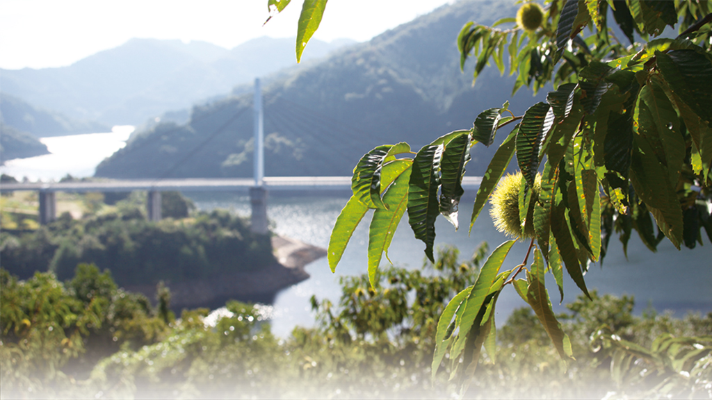 山口県岩国市美和にある自社栗園は、がんね栗の原木林そばにあります。