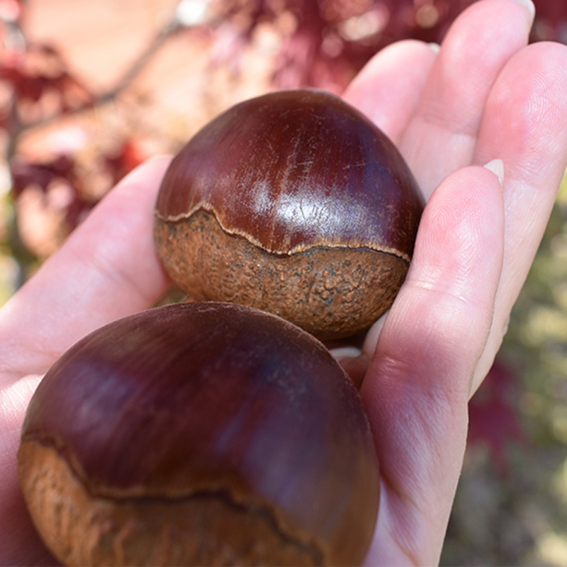 手のひらに2~3粒しか乗らないほど大きな生栗
