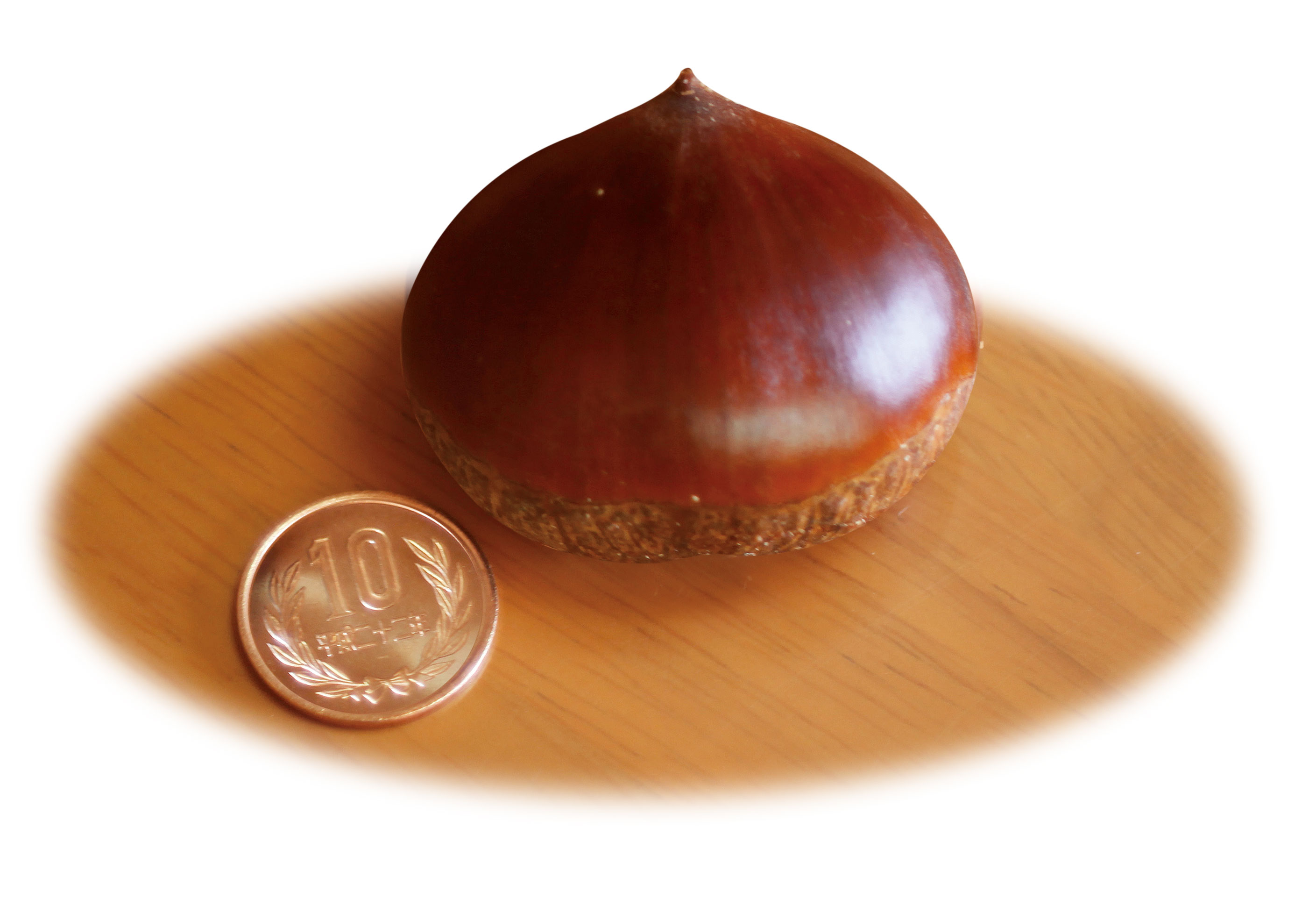 10円玉と比べものにならない大きさを誇る岸根栗